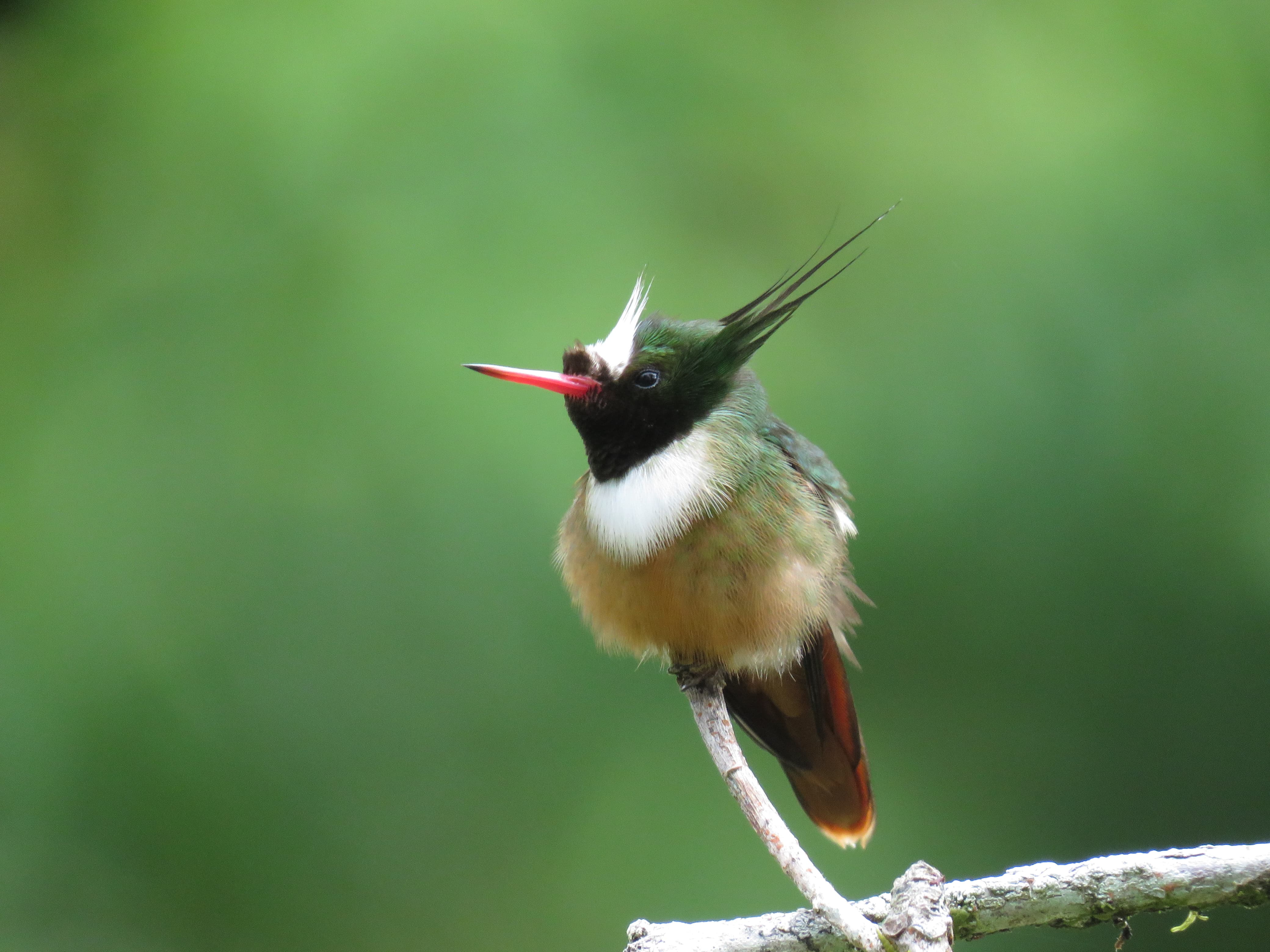 Bird Watching Tour